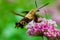 Macro Hummingbird Hawk Moth