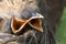 Macro of hungry newborn thrush`s chicks with opened mouths on the nest edge