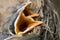 Macro of hungry newborn thrush`s chicks with opened mouths on the nest edge