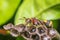 Macro of Hymenoptera on the nest in nature