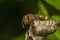 Macro of Hymenoptera on the nest in nature