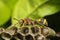 Macro of Hymenoptera on the nest in nature