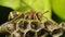 Macro of Hymenoptera on the nest in nature