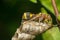 Macro of Hymenoptera on the nest in nature