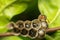 Macro of Hymenoptera on the nest in nature