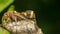 Macro of Hymenoptera on the nest in nature