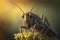 Macro Illustration of a Hyper-realistic Grasshopper Insect