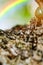 Macro image action of Ants, insect,nature ,Red ant,Weaver Ants