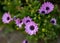 Macro image of African cape daisies in spring