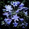 Macro image of the Agapanthus plant