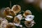 Macro image of autumn seed boxes, dark background