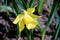 Macro image of awesome yellow single flower