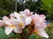 Macro Image Background Plumeria flowers pale pink petals