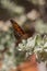 Macro image. Beautiful brown butterfly details in soft template. Spring and sunny day with selective focus and bokeh background.