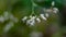 Macro image of beautiful flowers of Bladder Campion