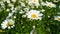 Macro image of beautiful meadow in park covered with lots of chamomile flowers at bright sunny day. Perfect natural