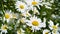 Macro image of beautiful meadow in park covered with lots of chamomile flowers at bright sunny day. Perfect natural