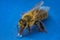 Macro image of a bee on a blue surface drinking a honey drop fro