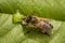 Macro image of a bee on a leaf drinking a honey drop from a hive