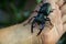 Macro image of big stag beetle on my hand Lucanus cervus is one of the biggest beetles in Europe.