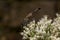 macro image of a black common thread bellied wasp Ammophila procera on white boneset