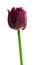 Macro image of black fringed tulip isolated on white