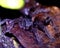 Macro image of a Bolivian Redrump Tarantula Acanthoscurria chacoana crawling among foliage at night inside the Madidi National P