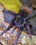 Macro image of a Bolivian Redrump Tarantula Acanthoscurria chacoana crawling among foliage at night inside the Madidi National P