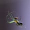 Macro image of a brightly colored Golden Orb Weaver Nephila edulis hanging from spider web in Lake Atitlan, Guatemala
