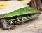 Macro image of a brightly colored green lizard with sharp claws resting on wood inside the Madidi National Park, Rurrenabaque in B