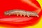 A macro image of a Cabbage Moth caterpillar - Mamestra brassicae