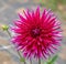 Macro image of a cactus type red dahlia