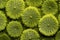 macro image capturing texture of moss spores