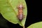 Macro image of caterpillar, Beautiful close-up of caterpillar selective focus