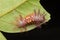 Macro image of caterpillar, Beautiful close-up of caterpillar selective focus