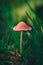A Macro image close up of a conecap mushroom or latin name Genus Conocybe surrounded by grass
