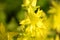 Macro image with a cluster of purely yellow wildflowers with focus on the petals and the inside of one of them, the rest create a