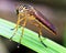 Macro image of a colorful and exotic mosquito resting on blade of grass in the Amazon jungle inside the Madidi National Park, Rurr