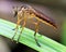 Macro image of a colorful and exotic mosquito resting on blade of grass in the Amazon jungle inside the Madidi National Park, Rurr