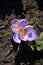 Macro image crocus early spring purple flower