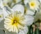 Macro image of the daffodil `Mount Hood`