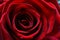 Macro image of a dark red rose in full bloom