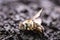 Macro image of a dead bee on a leaf of a declining beehive, plagued by the collapse of collapse and other diseases, use of