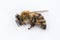 Macro image of a dead bee on a white background from a hive in d