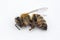 Macro image of a dead bee on a white background from a hive in d