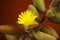 A macro image of the Delosperma echinatum flower