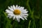 Macro image of dewy Daisy flower or Bellis perennis from Asteraceae family, close up of blooming spring meadow flowers