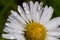 Macro image of dewy Daisy flower or Bellis perennis from Asteraceae family, close up of blooming spring meadow flowers