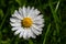 Macro image of dewy Daisy flower or Bellis perennis from Asteraceae family, close up of blooming spring meadow flowers