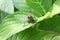 Macro Image of Differential Grasshopper on Green Leaf